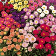 Астра Мацумото смесь