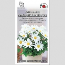Хризантема Серебряная Принцесса
