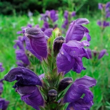 Змееголовник Лимонный аромат (молдавский)