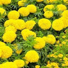 Бархатцы Мери Хелен