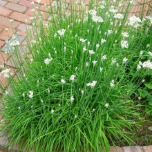 Лук Знахарь (душистый)