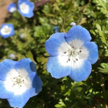 Немофила Голубая (менциса)
