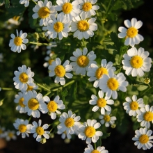 Ромашка Ворожея