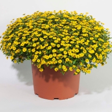 Санвиталия Королева Солнца