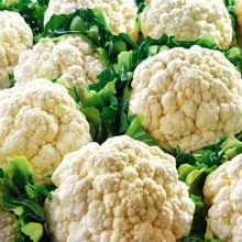 Капуста Четыре сезона (цветная)