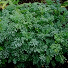 Рута Кружевница (овощная)