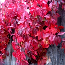 Девичий виноград Серенада