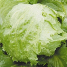 Салат Айсберг Арктика кочанный