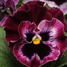 Виола Фриззл Сиззл F1 Малина