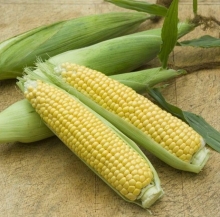 Кукуруза Гамма F1