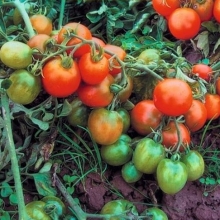 Томат Ленинградский холодок