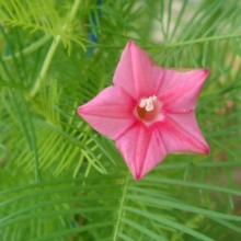 Ипомея Розовая квамоклит