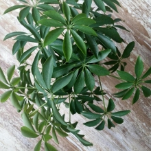 Шеффлера Грин Стар