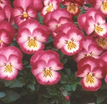 Виола Великолепие розовое F1 (Виттрока)