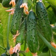 Огурец Городской огурчик F1 (для балконов и веранд)