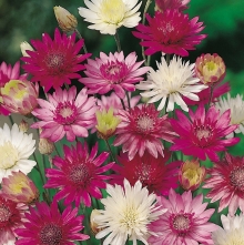 Ксерантемум Перламутровый букет