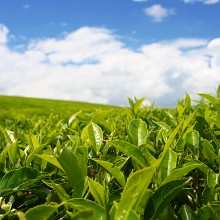 Чай Адыгейский (большой пакет)