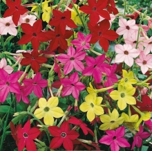 Табак Новый аромат душистый смесь