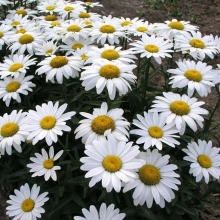 Нивяник Стефания