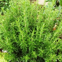 Тимьян Медовый аромат