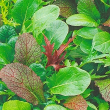 Бэби салат Азиатская смесь