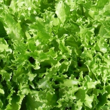 Салат Русич (листовой)