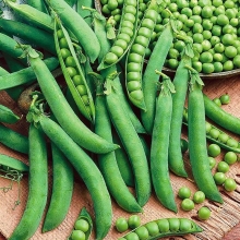 Горох Первенец