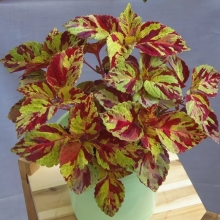 Колеус Файервей Мозаик