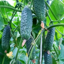 Огурец Директор F1