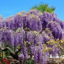 Глициния Лиловая сказка Фуджи (большой пакет)