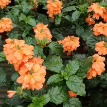 Кроссандра Тропик красная