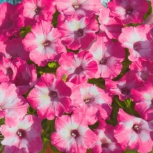 Петуния Водопадия F1 Мраморная