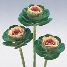 Капуста Крейн биколор F1 (декоративная)