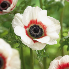 Анемона Mona Lisa Red Bicolor (большой пакет)