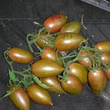 Томат Леденец изумрудный