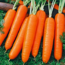 Морковь Нантская 4 (драже)