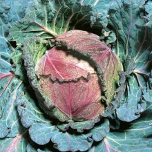 Капуста Зимний Деликатес савойская