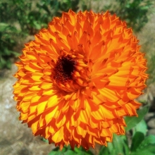 Календула Рыжий доктор