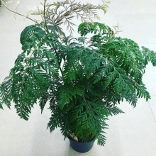 Гревиллея Зеленый остров