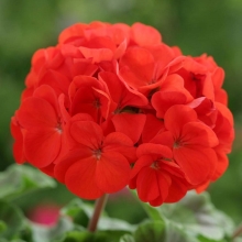 Пеларгония Буллс Ай Скарлет F1