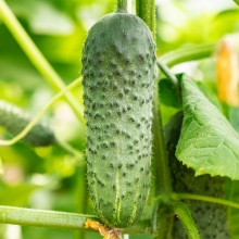 Огурец Пасалимо F1