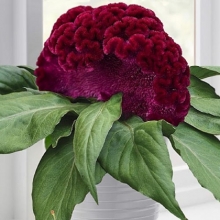 Целозия Концертина Парпл (горшечная)