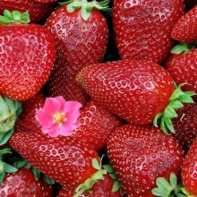 Земляника Тристар (клубника)