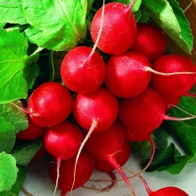 Редис Король на Рынке