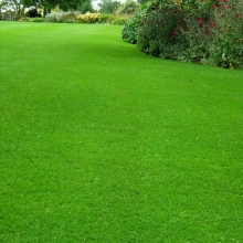 Газонная трава Северный парк 1кг (коробка) (большой пакет)