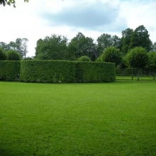 Газонная трава ORNAMENTAL парковая смесь 1кг (коробка) (большой пакет)