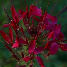 Клеома Вишневая королева