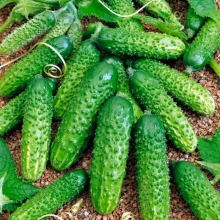 Огурец Младший Лейтенант F1