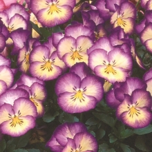 Виола Великолепие синее F1 (Виттрока)