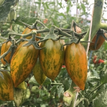 Томат Счастливый тигр (Lucky Tiger)